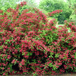 ������ ������ ������� �������� ������� ������� ����   ����