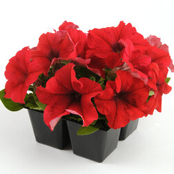 ������ ������ ������� ����������� �� ����� ��� (1��-1000�����) ���������������� ������   ����