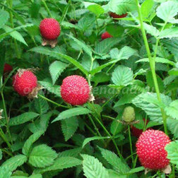 ������ ������ ������ ����������� (���������)   ����