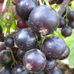 ������ ������ ������� ��������� �������� (������)   ����