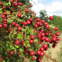 ������ ������ ��������� ������������ (��������)   ����