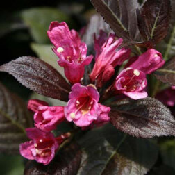 ������ ������ ������� �������� ����� ����   ����