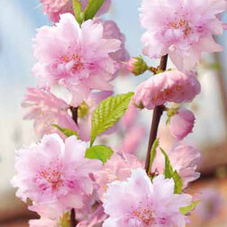 ������ ������ ������ (����� ������������) �������   ����