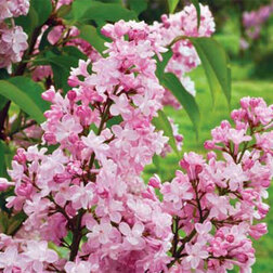 ������ ������ ������ ������������ ���������   ����