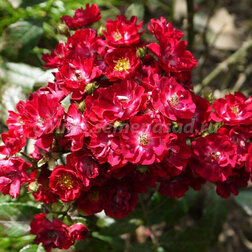 ������ ������ ���� ����������� ��������   ����