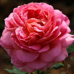 ������ ������ ���� �������� ���������� ������� �����������   ����