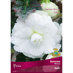 ������ ������ ������� ����� ���� (2 ��.)   ����