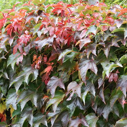 ������ ������ �������� ��������������� �����   ����