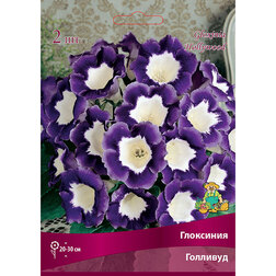 ������ ������ ��������� ��������   ����