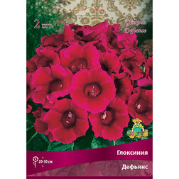 ������ ������ ��������� �������   ����