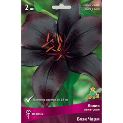 ������ ������ ����� ��������� ���� ���� (2 ��.)   ����