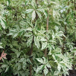 ������ ������ �������� ��������������� ���� ������   ����