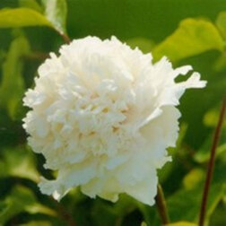 ������ ������ ���� ����������� ����� �������   ����