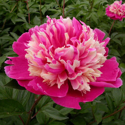 ������ ������ ���� ����������� �������*   ����