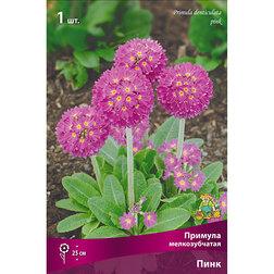 ������ ������ ������� ������������� ����   ����