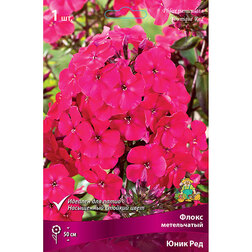 ������ ������ ����� ����������� ���� ���   ����