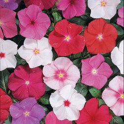 ������ ������ ���������� ������� ���� (1��-100��) ���������������� ������   ����