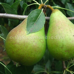 ������ ������ ����� ������ (� �����)   ����