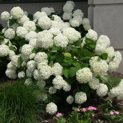 ������ ������ ��������� ����������� �������   ����