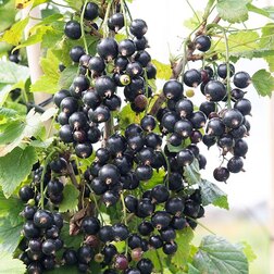 ������ ������ ������� ��������� �������� (������)   ����