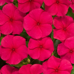 ������ ������ ���������� ������� ��� (1��-100��) ���������������� ������   ����