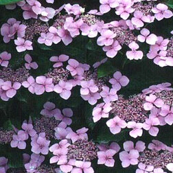 ������ ������ ��������� �������������� ������ ��������   ����