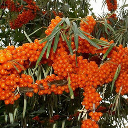 ������ ������ �������� ��������� (��� �������)   ����