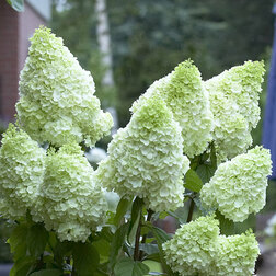 ������ ������ ��������� ����������� (�������� �������)   ����