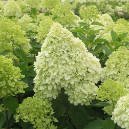 ������ ������ ��������� ����������� ��������   ����