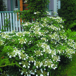 ������ ������ ��������� ��������   ����