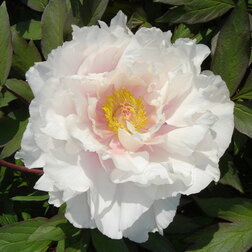 ������ ������ ���� ����������� ����� ������   ����