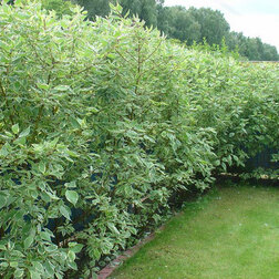 ������ ������ ������� ������ �������� ��������� (�����)   ����