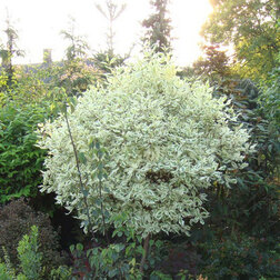 ������ ������ ������� ������ ������������� (�����)   ����