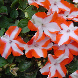 ������ ������ ��������� ������ ����� ����(1��-100��) ���������������� ������   ����