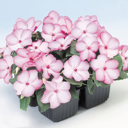 ������ ������ ��������� ������ ���� ������ (1��-100��) ���������������� ������   ����