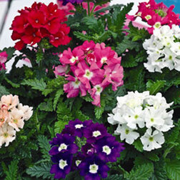 ������ ������ ������� ������� ���� (1��-100��) ���������������� ������   ����