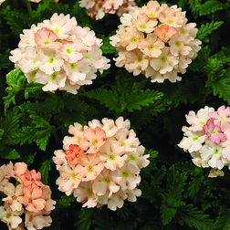 ������ ������ ������� ������� ��� (1��-100��) ���������������� ������   ����