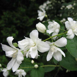 ������ ������ ������� �������� ������� (��������) ����� ���������   ����