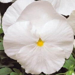 ������ ������ ����� ��������������� �������� ���� (1��-100��) ���������������� ������   ����