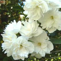 ������ ������ ������ ������� (��������) ¸������   ����