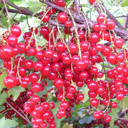 ������ ������ ������� ������� c�������� ����   ����