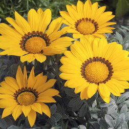 ������ ������ ������� ������ ���� ����� (1��-100��) ���������������� ������   ����