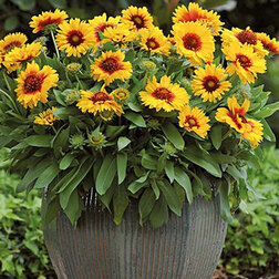 ������ ������ ��������� ���� ����� ������� (1��-100��) ���������������� ������   ����