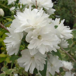 ������ ������ ������ ������� (��������) ������ ���   ����