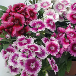 ������ ������ �������� ���� �������� ���� (1��-100��) ���������������� ������   ����