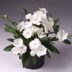 ������ ������ �������� ���� ���� (1��-250��) ���������������� ������   ����