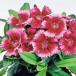 ������ ������ �������� ���� ������� ������ (1��-250��) ���������������� ������   ����