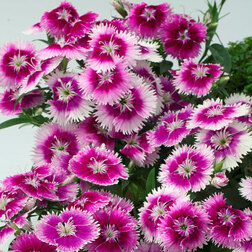 ������ ������ �������� ���� ����� ������ (1��-250��) ���������������� ������   ����