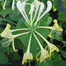 ������ ������ ��������� ���������   ����