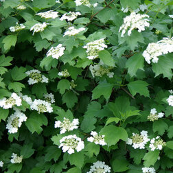 ������ ������ ������ ������������ (Viburnum opulus)   ����